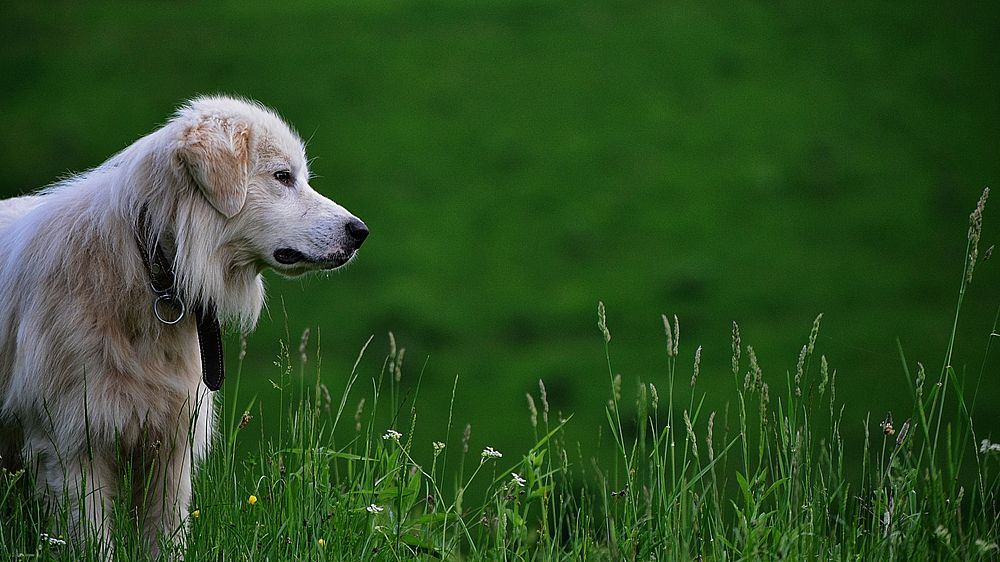 Blonde dog sitting in a field of green grass. Original public domain image from Wikimedia Commons