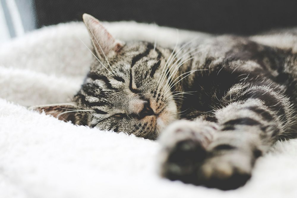 Close-up of a tabby cat sleeping on a white blanket. Original public domain image from Wikimedia Commons