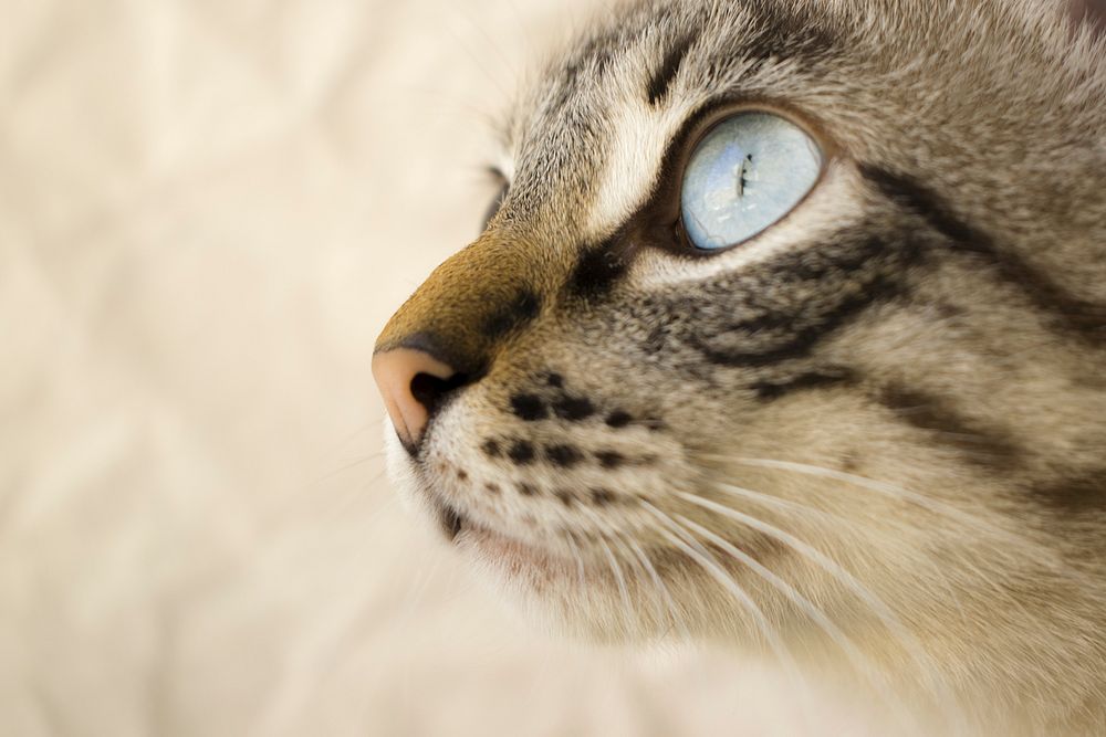 Close-up of a domestic cat's large blue eye. Original public domain image from Wikimedia Commons