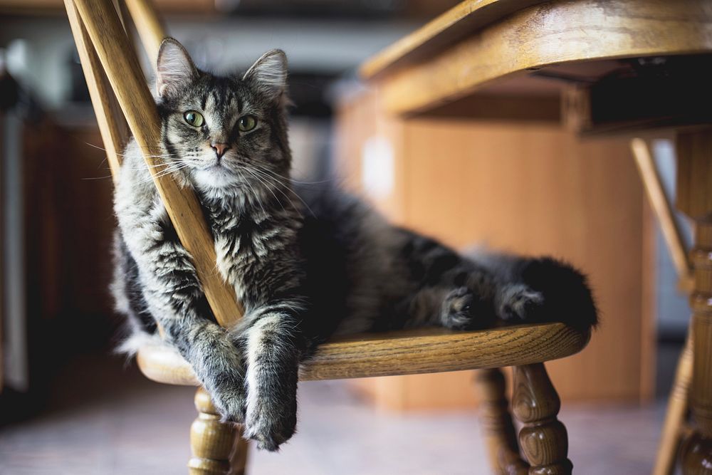 Tabby cat on windsor chair. Original public domain image from Wikimedia Commons