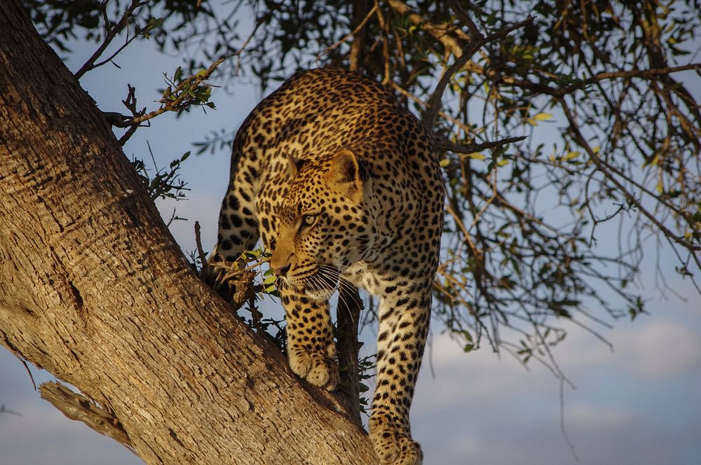 Leopard perched in a tree stalks its prey from above in Masai Mara Game Reserve. Original public domain image from Wikimedia…