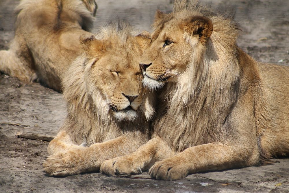 Two lions snuggling up to each other in Zoo Parc Overloon. Original public domain image from Wikimedia Commons