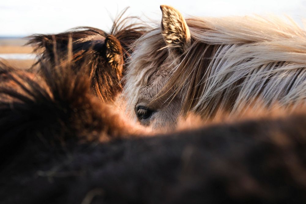 Close-up of several ponies nuzzling together. Original public domain image from Wikimedia Commons