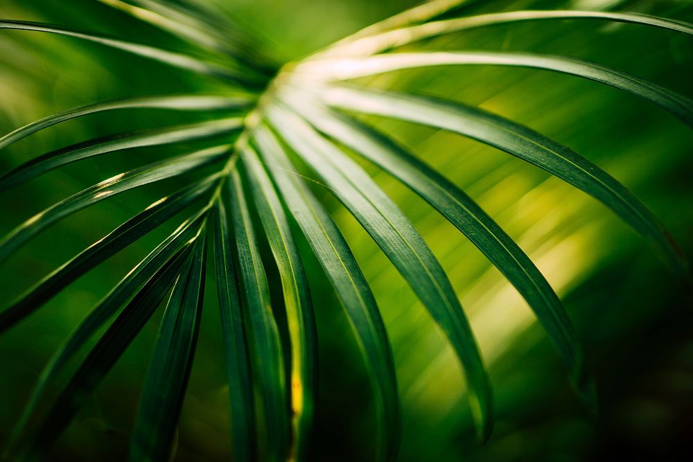 Green leaf. Original public domain image from Wikimedia Commons