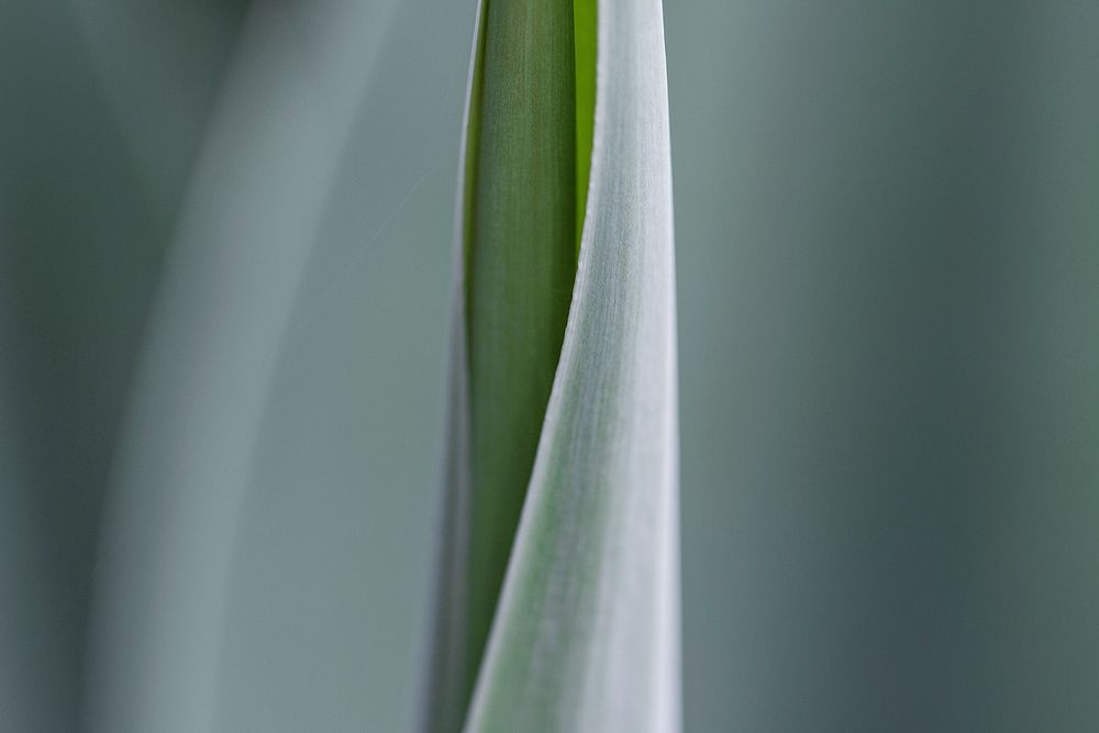 Green leaf. Original public domain image from Wikimedia Commons