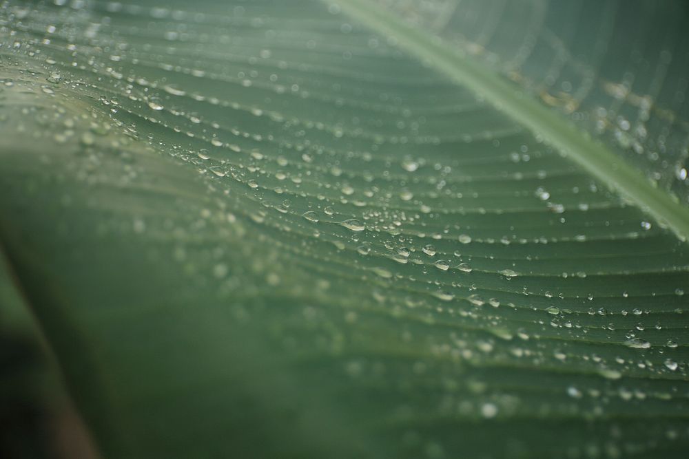 Green banana leaf. Original public domain image from Wikimedia Commons