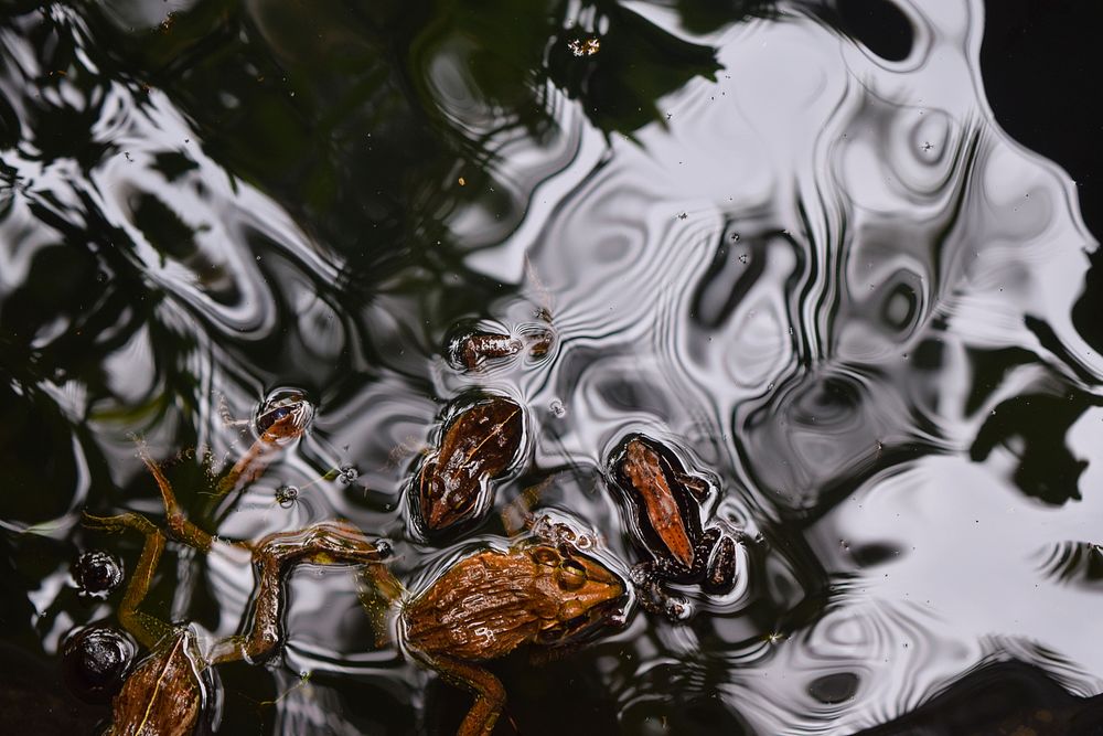 Three brown frogs swim on body of water. Original public domain image from Wikimedia Commons