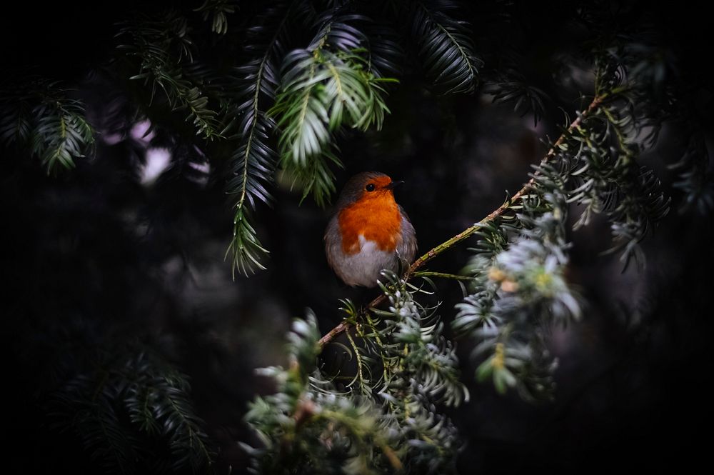 Robin on pine tree and snow. Original public domain image from Wikimedia Commons