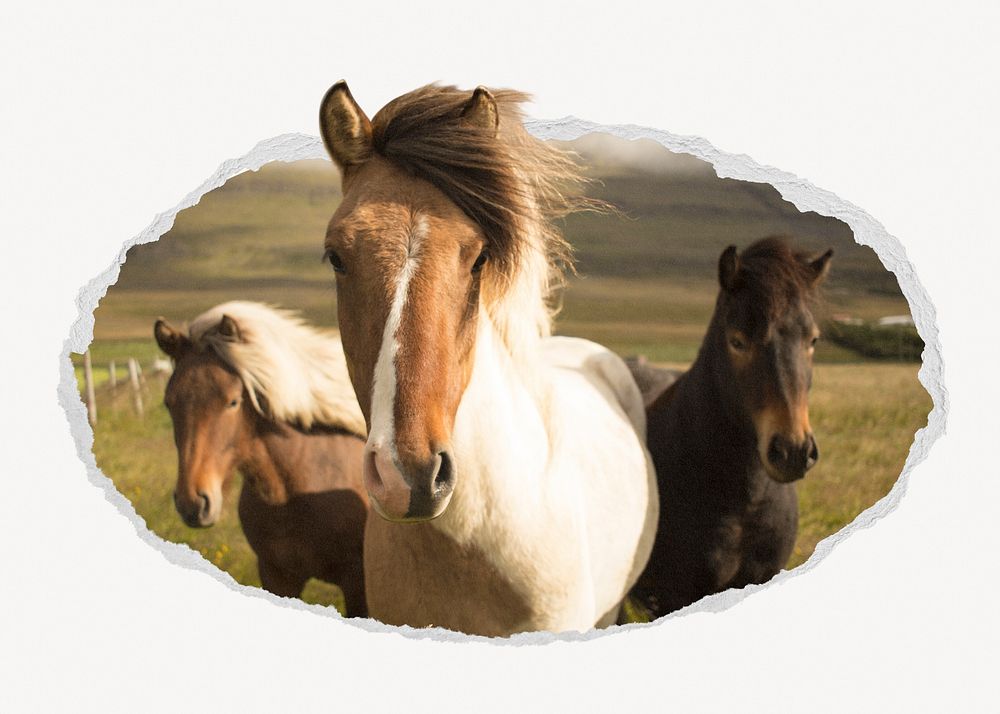 Icelandic horses ripped paper badge, animal photo