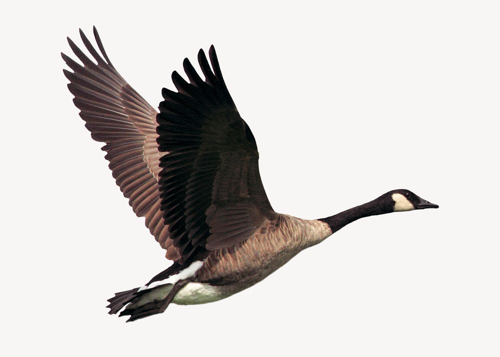 Flying goose sticker, animal isolated image psd