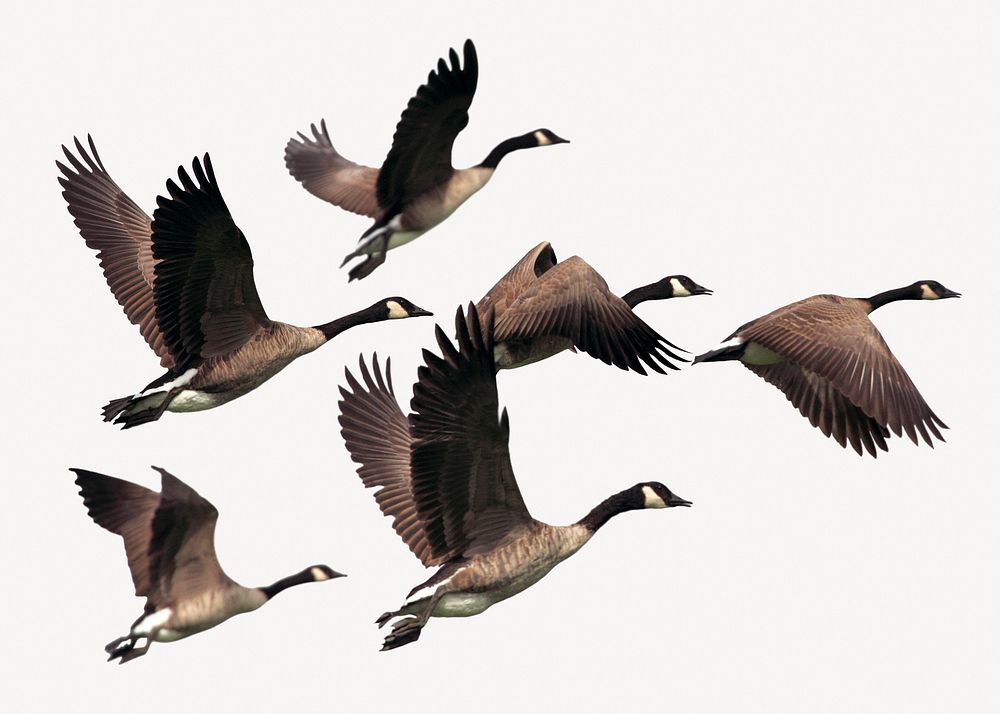 Flying geese sticker, animal isolated image psd