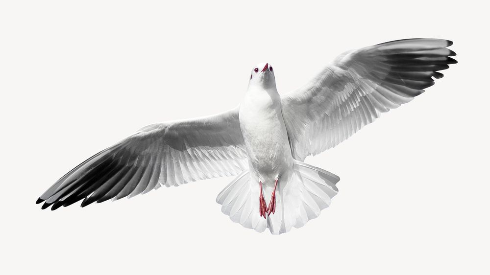 Flying gull collage element, animal design psd