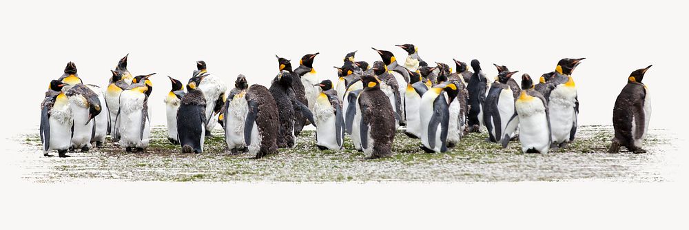 Penguins, animal photo on white background