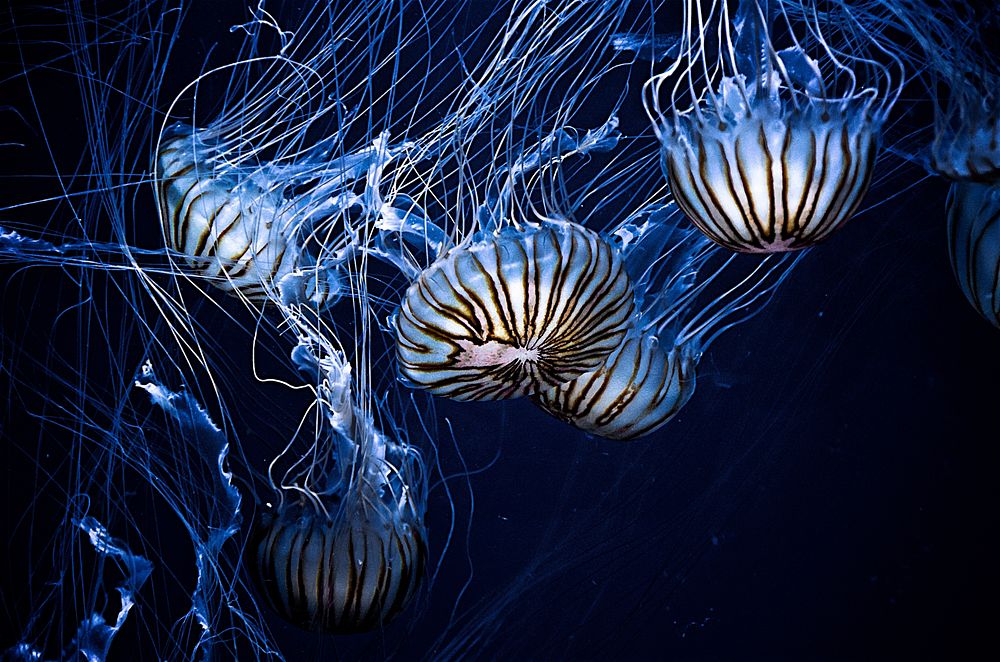 Jellyfish swimming. Original public domain image from Wikimedia Commons
