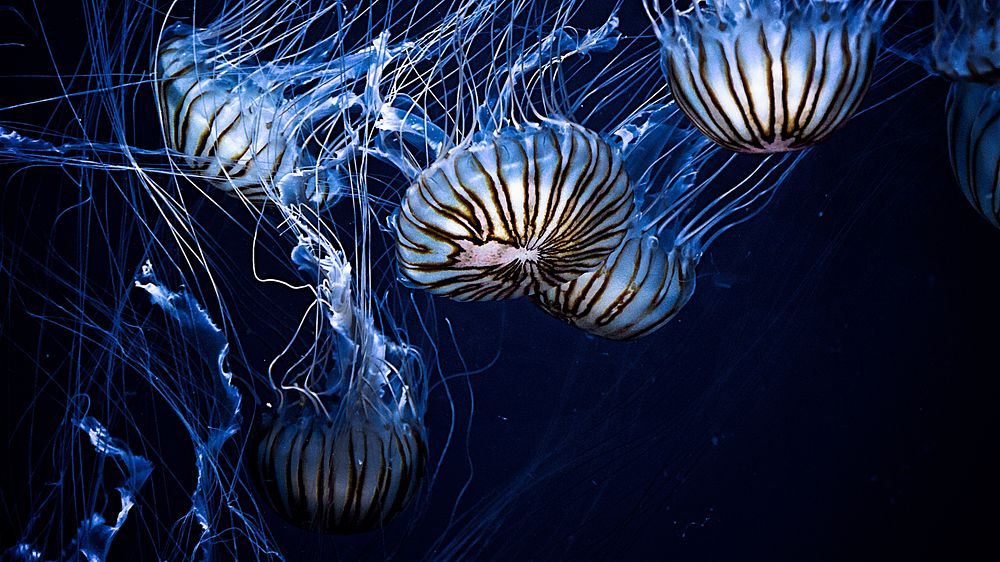 Jellyfish wallpaper desktop, aesthetic HD image background. Original public domain image from Wikimedia Commons