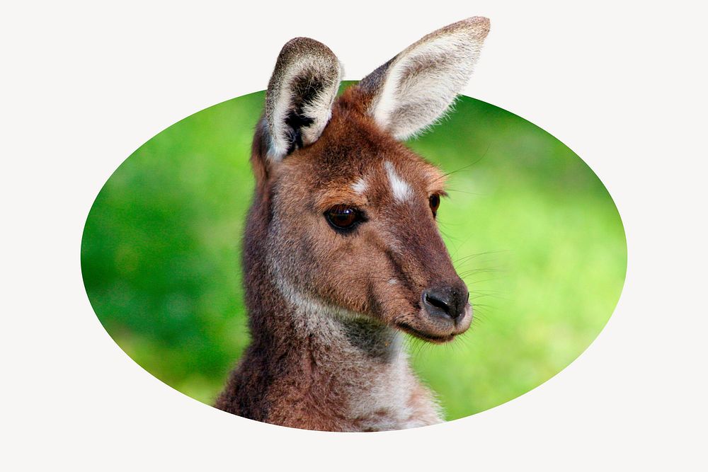 Kangaroo badge, animal photo