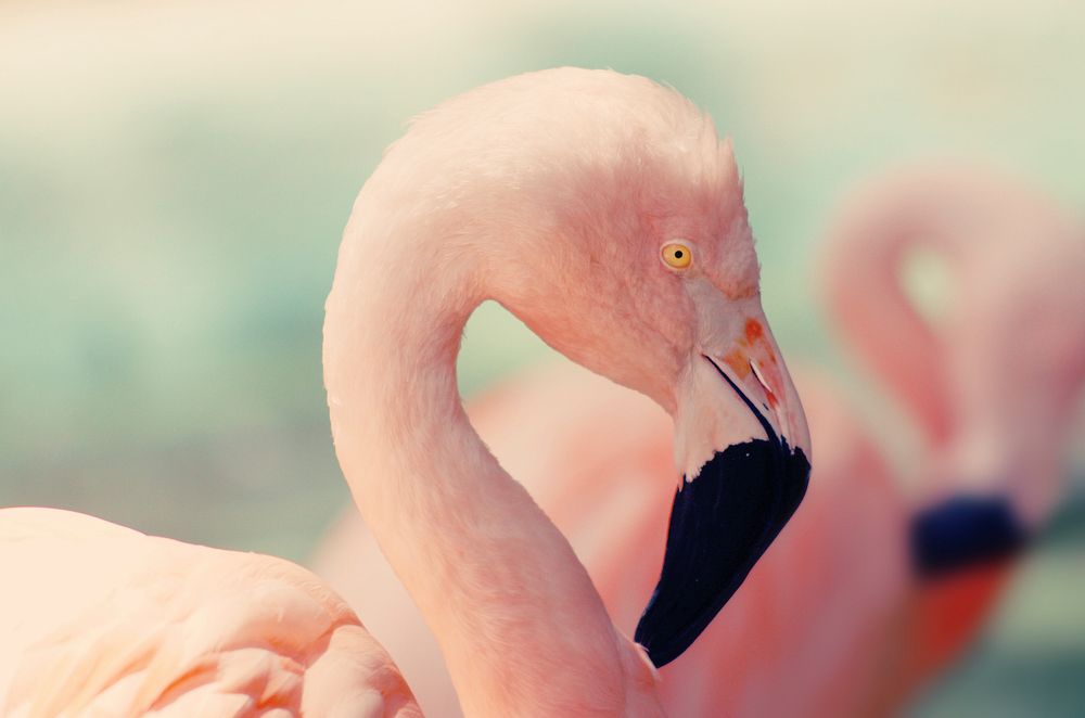 Flamingo closeup. Original public domain image from Wikimedia Commons