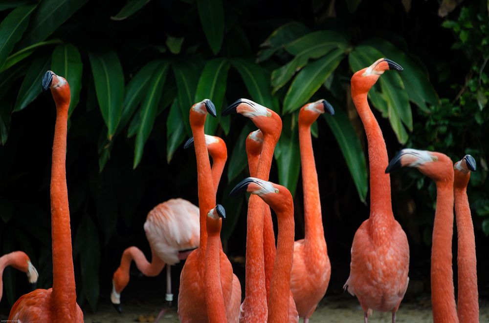 Flock of flamingos in San Diego, United States. Original public domain image from Wikimedia Commons