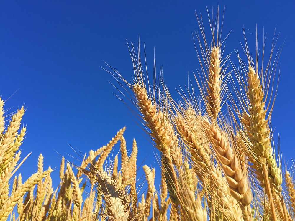 Wheat closeup. Original public domain image from Wikimedia Commons