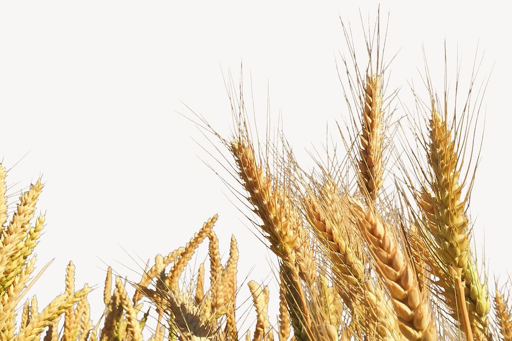 Wheat field border collage element, nature design psd