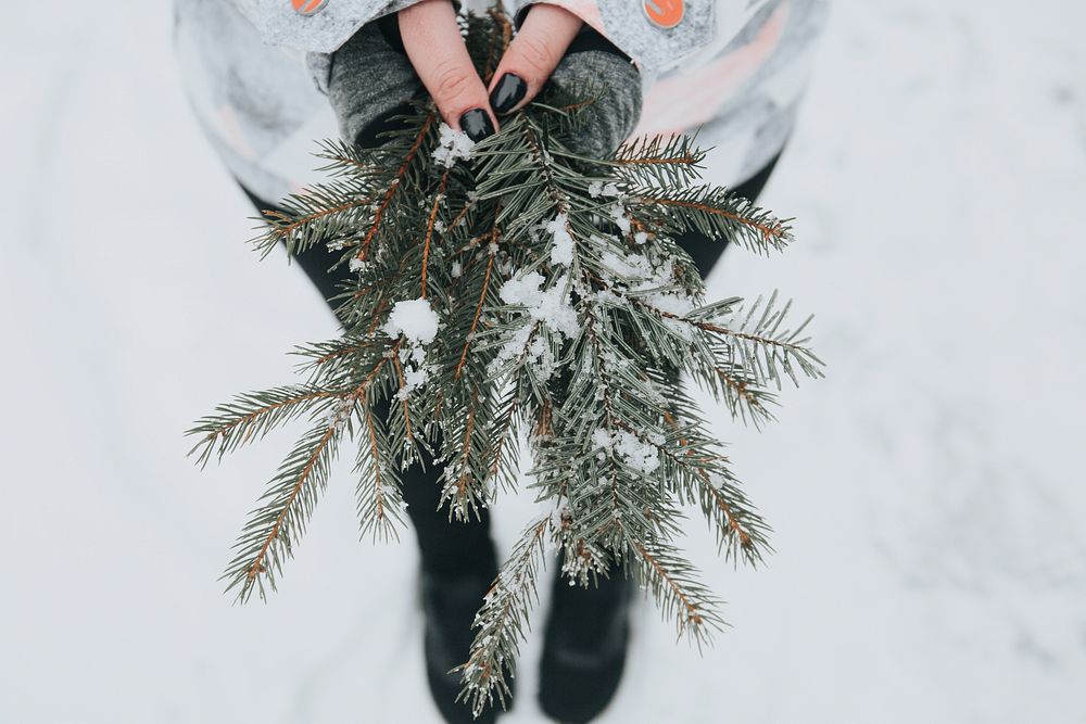 Person holding green pine plant with snow. Original public domain image from Wikimedia Commons