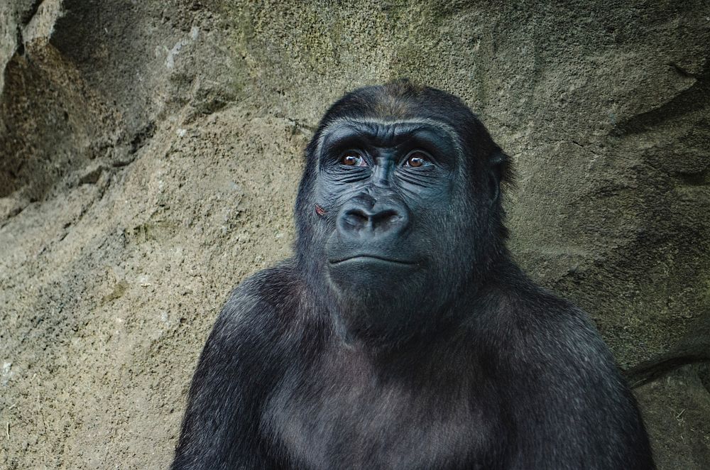 Curious gorilla sitting alone smiles. Original public domain image from Wikimedia Commons