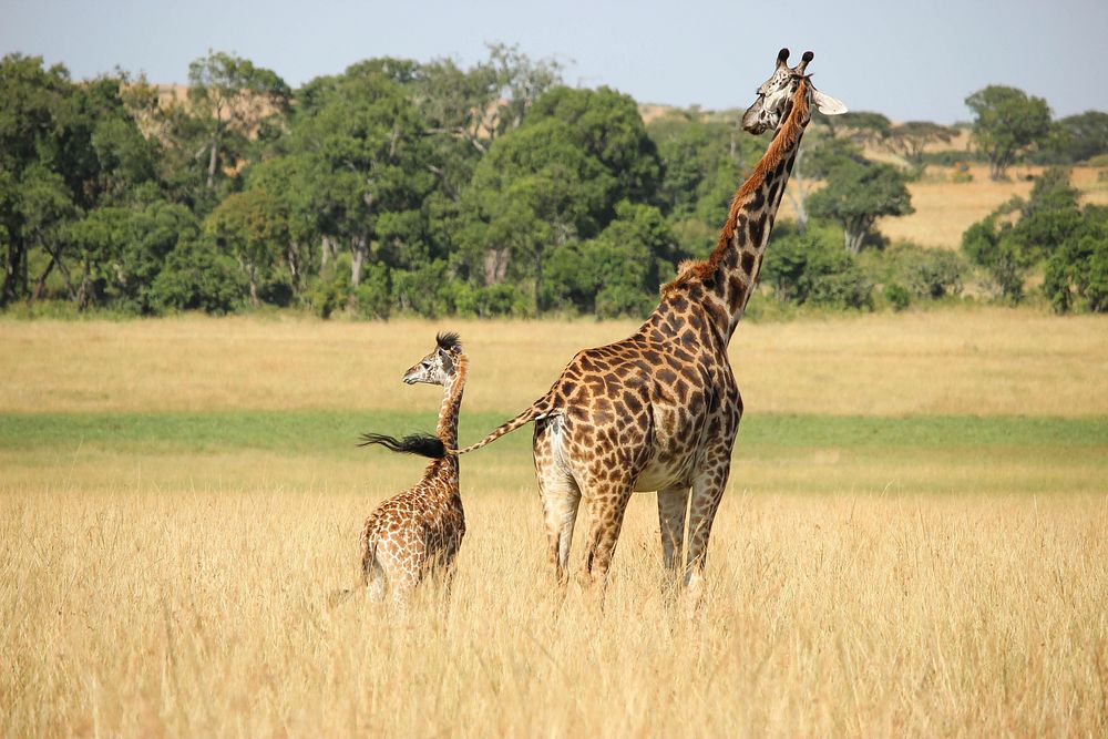 One adult and one baby giraffe walking in the Masai Mara Game Reserve Savanna. Original public domain image from Wikimedia…