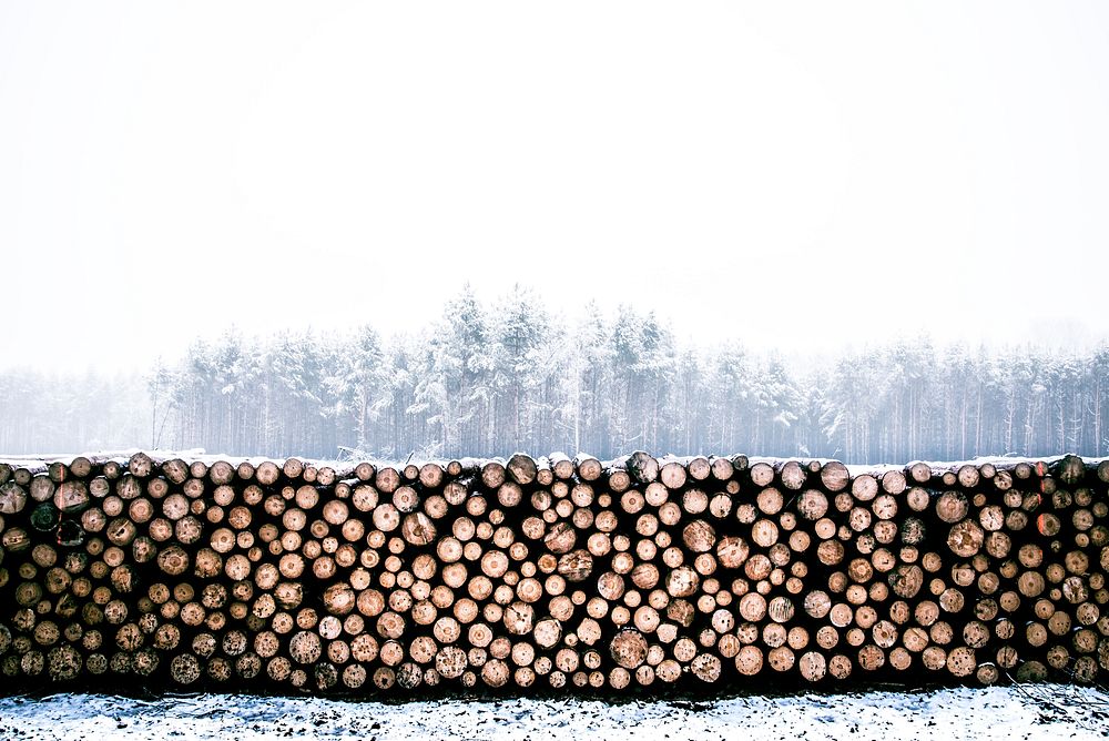 A stack of wood lays in front of a snowy and foggy forest. Original public domain image from Wikimedia Commons