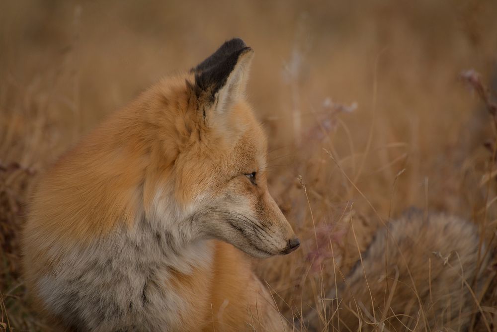 A wild fox sitting in a field of dry grass. Original public domain image from Wikimedia Commons