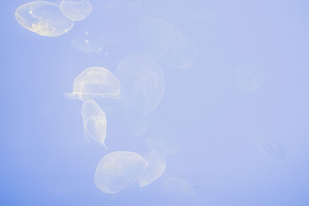 Jellyfish swimming underwater in La Rochelle. Original public domain image from Wikimedia Commons