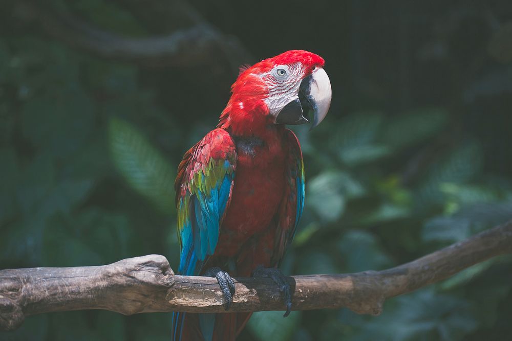 Parrot. Original public domain image from Wikimedia Commons