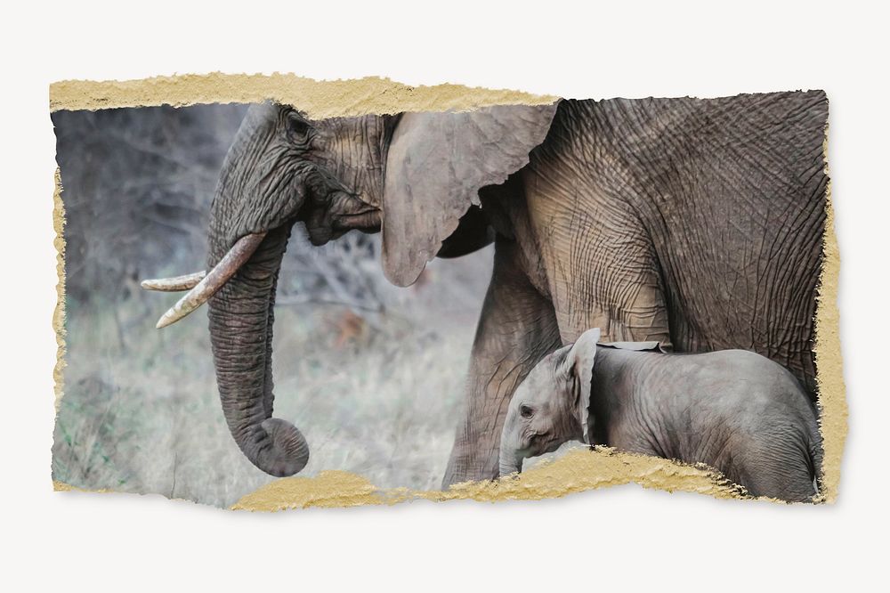 Mother and baby elephants, ripped paper, wildlife image