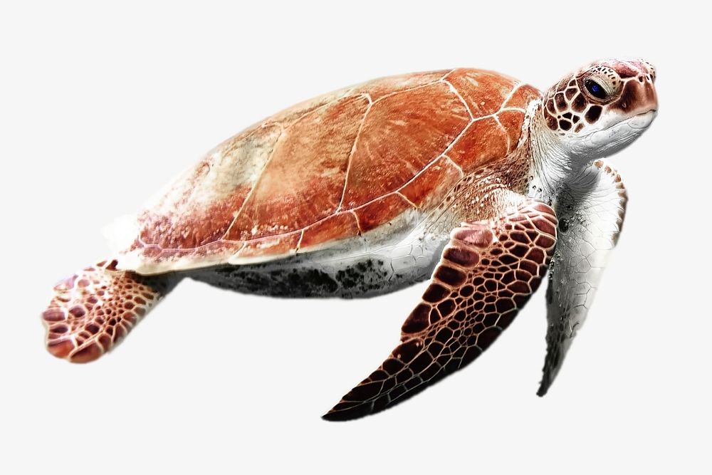 Sea turtle, animal, environment isolated image
