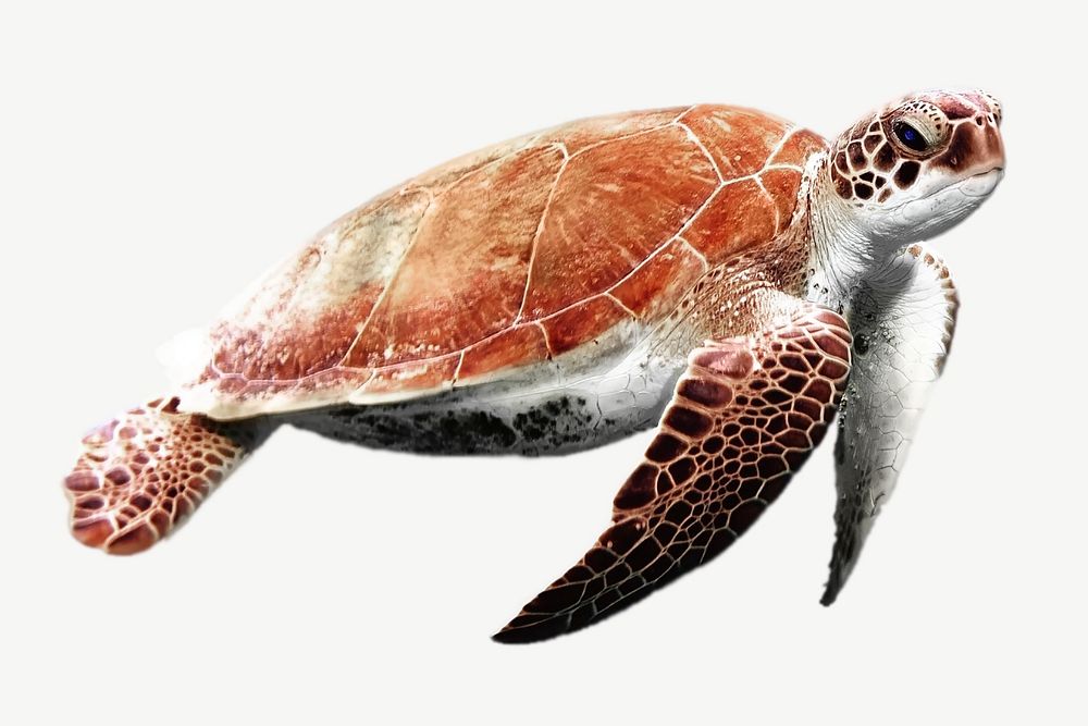 Sea turtle sticker, animal, environment image psd