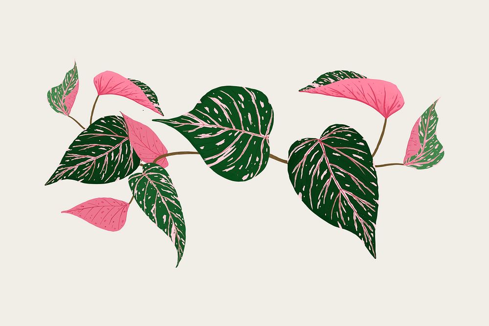 Leaf psd calathea plant botanical illustration