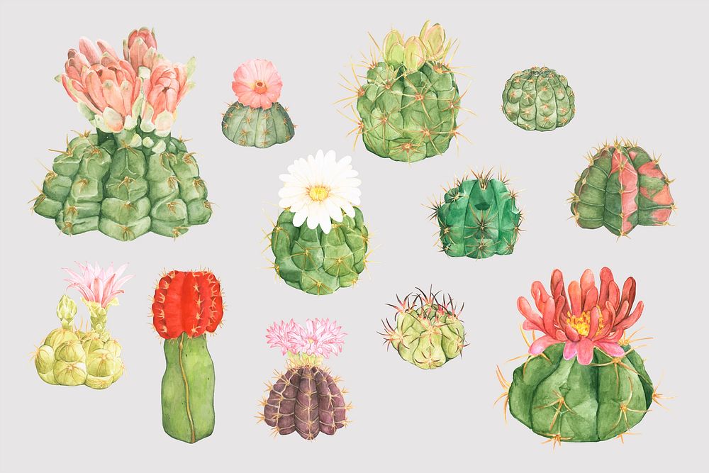 Desert cactus flower png sticker set
