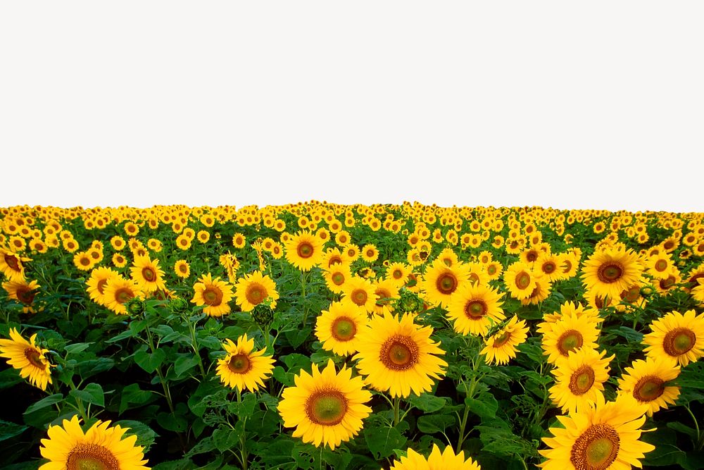 Sunflower field collage element, spring nature psd