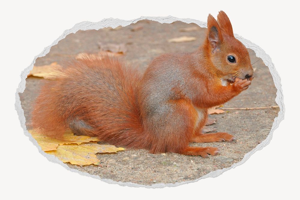 Squirrel ripped paper badge, cute animal photo