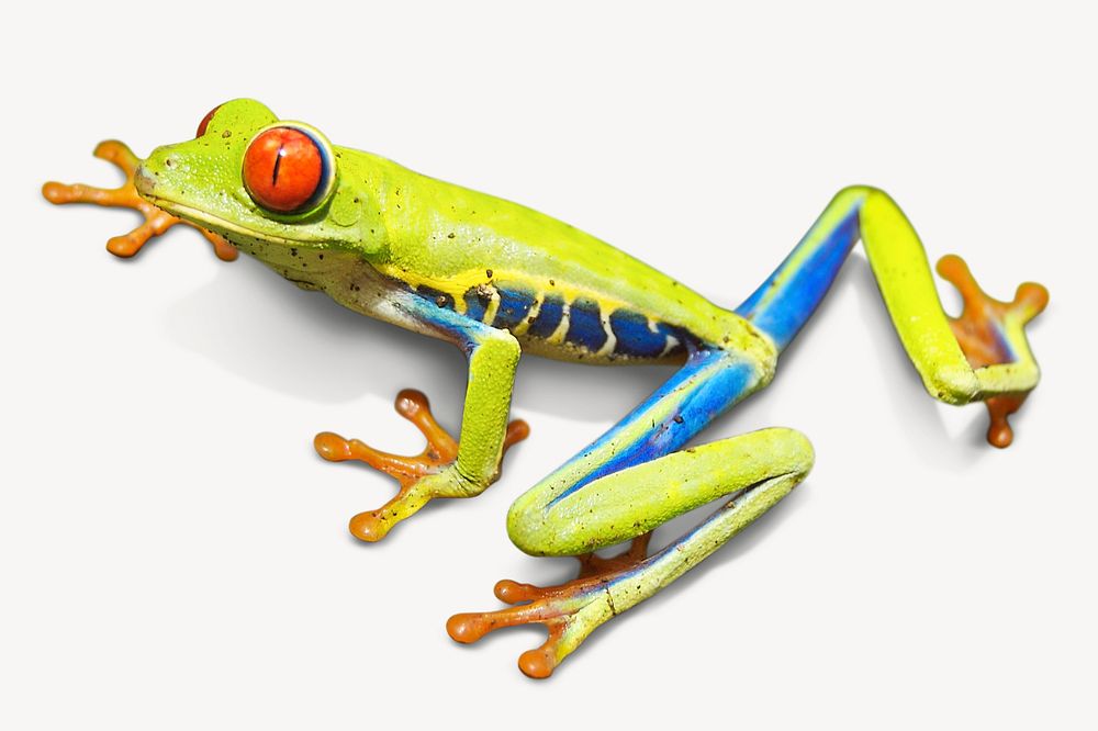 Red-eyed tree frog, animal isolated image psd
