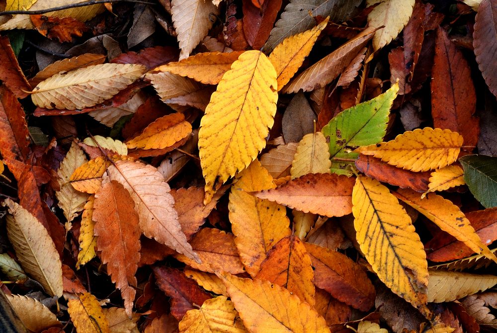 Autumn fallen leaves of Zelkova serrata. Original public domain image from Wikimedia Commons