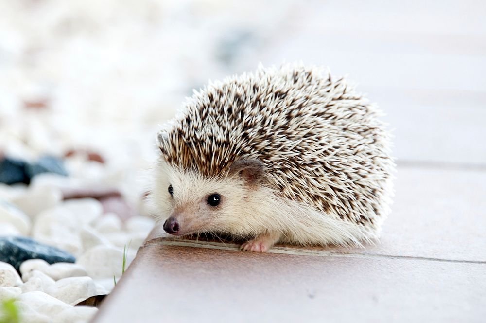 A domesticated baby hedgehog. Original public domain image from Wikimedia Commons