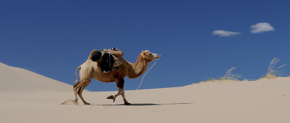 Camel in Mongolian desert. Original public domain image from Wikimedia Commons