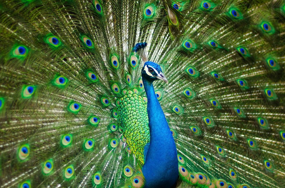 A male peacock. Original public domain image from Wikimedia Commons