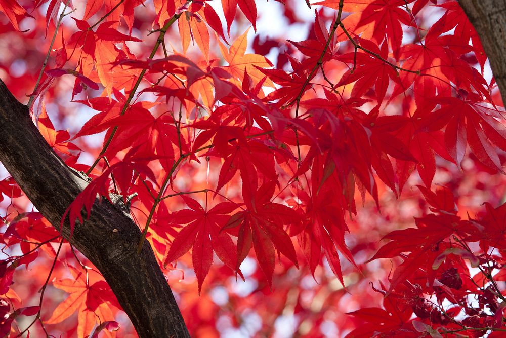 Autumn foliages of the palmate maple. Original public domain image from Wikimedia Commons