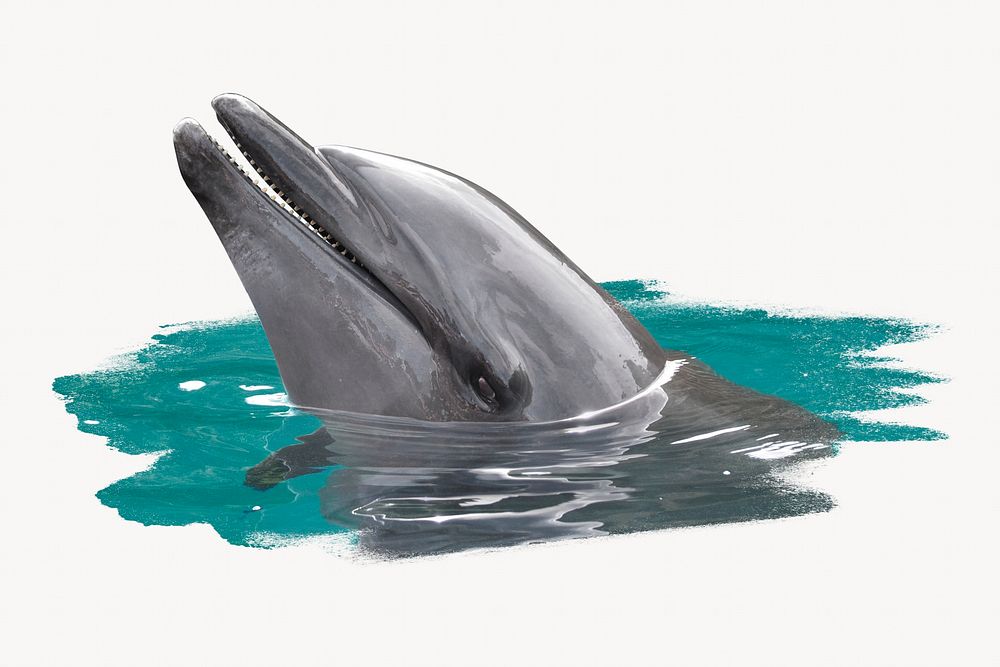 Dolphin, animal photo on white background