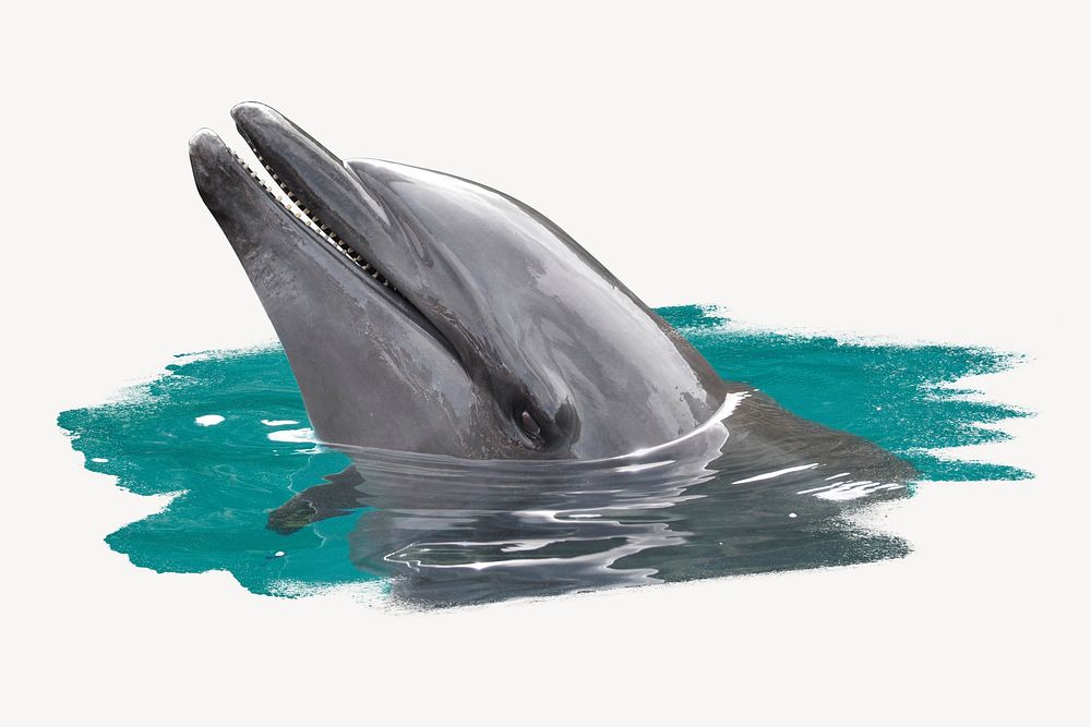 Dolphin sticker, animal photo on white background