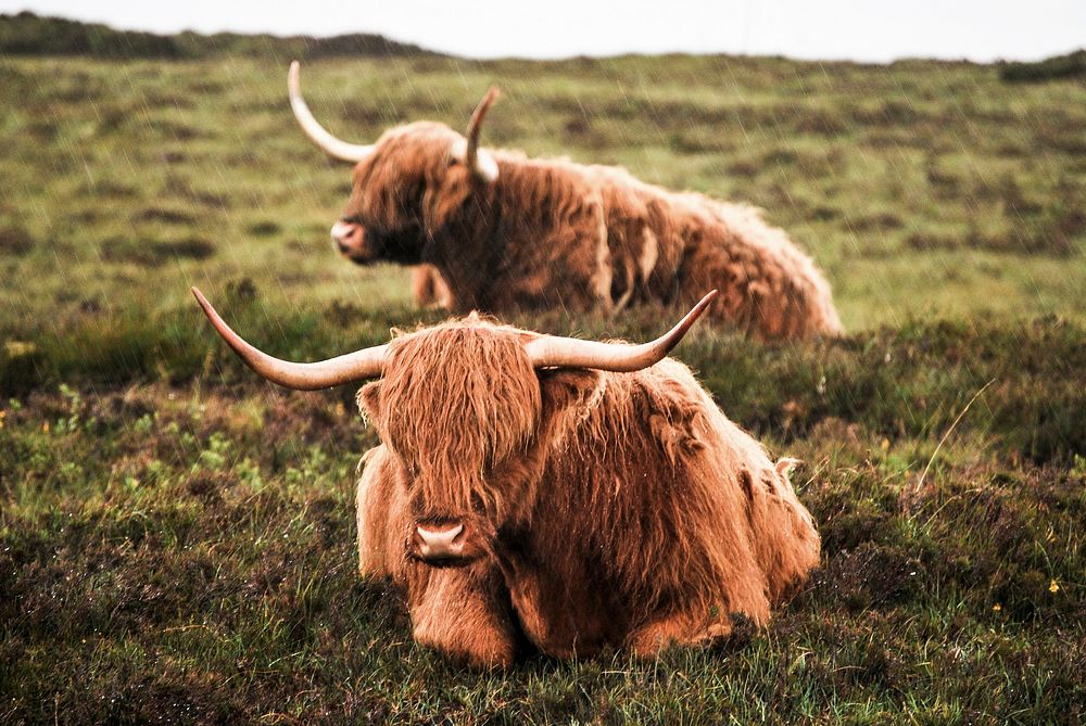 Two pieces of Highland cattle. Original public domain image from Wikimedia Commons