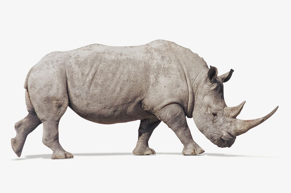 Rhino photo, wild animal