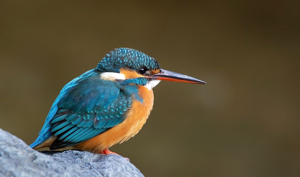 Common kingfisher in Japan. Original public domain image from Wikimedia Commons