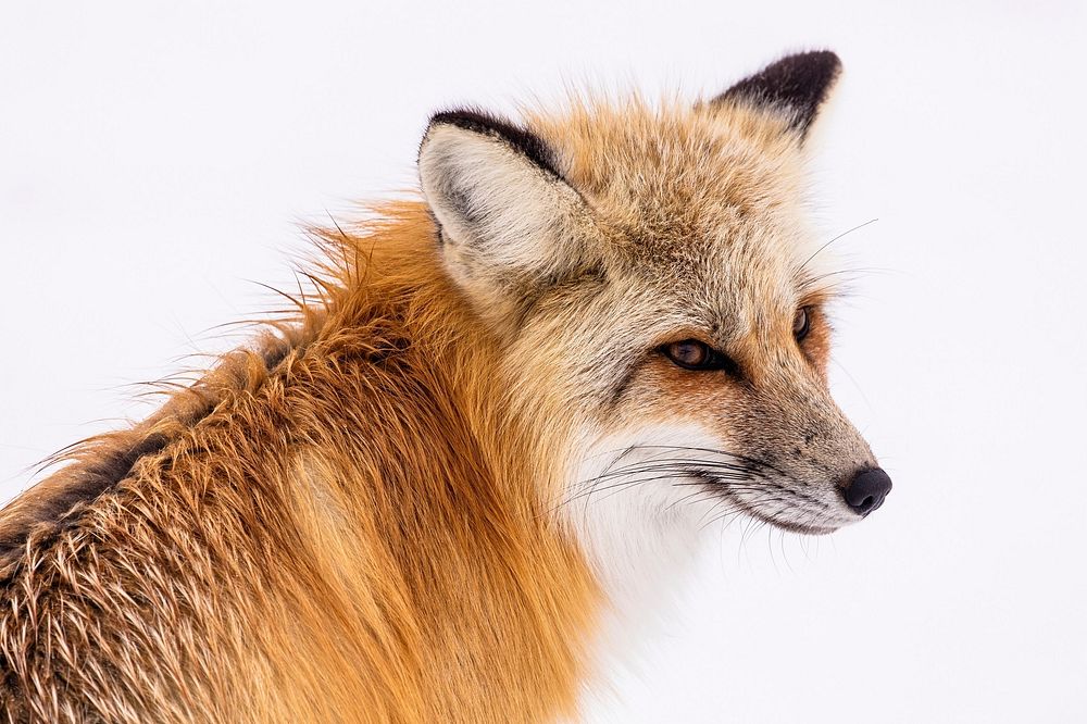 Red fox. Original public domain image from Wikimedia Commons